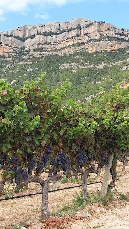 la route des vins et de olives - sejour sur mesure espagne - escape libre